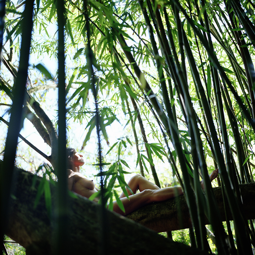Bambooforest 2